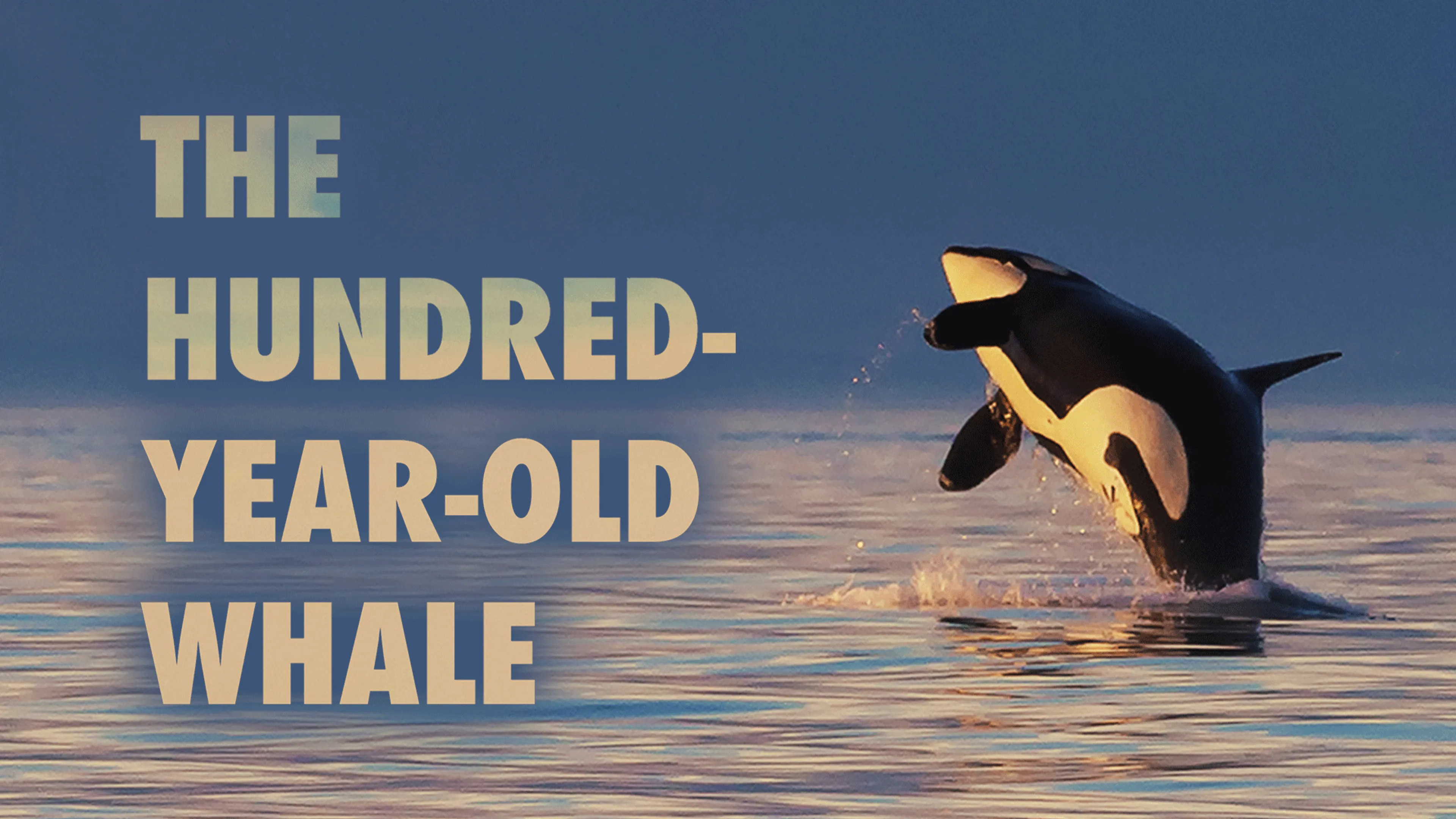 The Hundred-Year-Old Whale poster